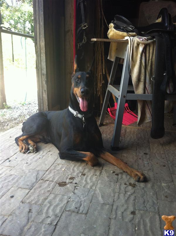 Stud Dogs - Doberman Pinscher